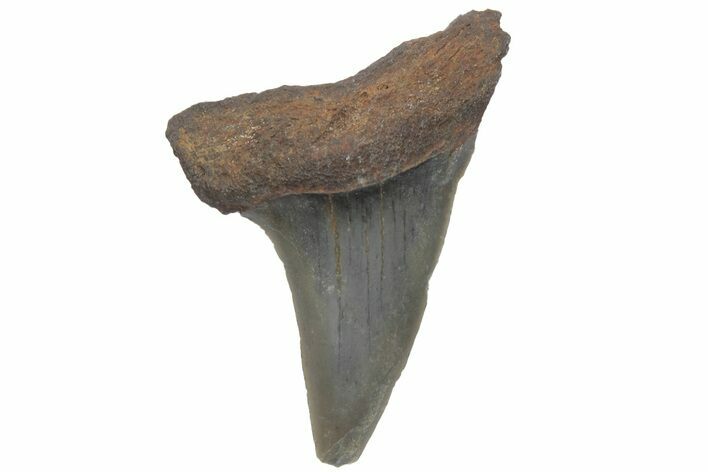 Fossil Mako Tooth - Lee Creek (Aurora), NC #220193